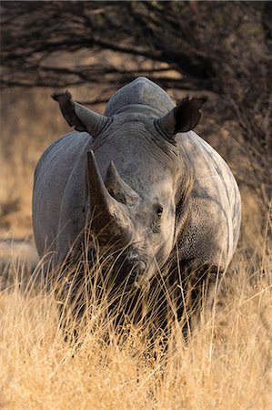 simsearch:614-08989853,k - Portrait of a White Rhinoceros (Ceratotherium simum), Kalahari, Botswana, Africa Fotografie stock - Premium Royalty-Free, Codice: 614-08989825