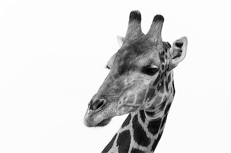 safari animals - Portrait of a Southern Giraffe (Giraffa camelopardalis), Kalahari, Botswana, Africa Stock Photo - Premium Royalty-Free, Code: 614-08989827