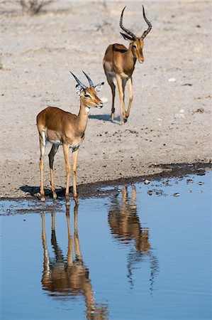 simsearch:614-08989853,k - Two impala males (Aepyceros melampus), at waterhole, Kalahari, Botswana, Africa Fotografie stock - Premium Royalty-Free, Codice: 614-08989828