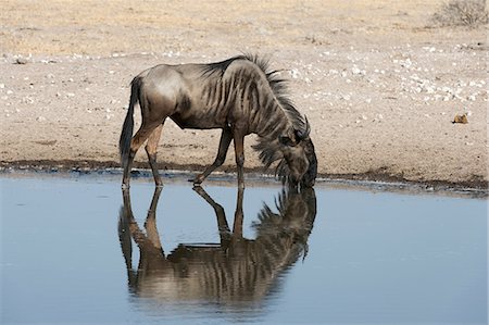 simsearch:614-08989833,k - Blue wildebeest (Connochaetes taurinus) drinking from waterhole, Kalahari, Botswana, Africa Foto de stock - Royalty Free Premium, Número: 614-08989829