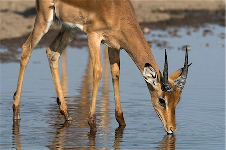 simsearch:614-08989833,k - Impala (Aepyceros melampus), at waterhole, Kalahari, Botswana, Africa Foto de stock - Royalty Free Premium, Número: 614-08989830