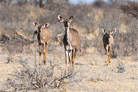 Greater kudu (Tragelaphus strepsiceros), Kalahari, Botswana, Africa Foto de stock - Sin royalties Premium, Código: 614-08989831