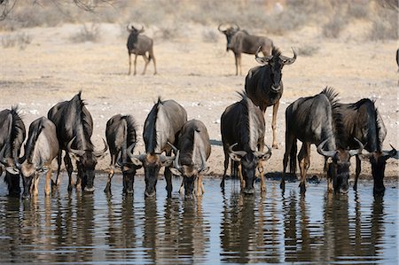 simsearch:614-08989833,k - Blue wildebeest (Connochaetes taurinus), drinking at waterhole, Kalahari, Botswana, Africa Foto de stock - Royalty Free Premium, Número: 614-08989832