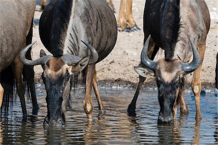 simsearch:614-08989833,k - Blue wildebeest (Connochaetes taurinus), drinking at waterhole, Kalahari, Botswana, Africa Foto de stock - Royalty Free Premium, Número: 614-08989833