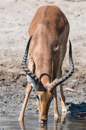 simsearch:614-08989853,k - Impala (Aepyceros melampus), at waterhole, Kalahari, Botswana, Africa Fotografie stock - Premium Royalty-Free, Codice: 614-08989844