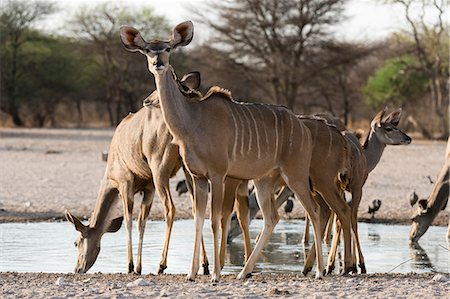 simsearch:614-08989836,k - Greater kudu (Tragelaphus strepsiceros), at waterhole, Kalahari, Botswana, Africa Fotografie stock - Premium Royalty-Free, Codice: 614-08989846