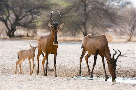 simsearch:614-08989836,k - Red hartebeest (Alcelaphus buselaphus), at waterhole, Kalahari, Botswana, Africa Fotografie stock - Premium Royalty-Free, Codice: 614-08989849