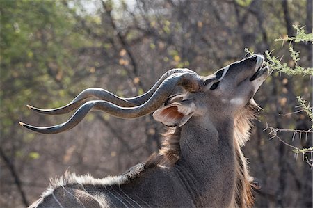 simsearch:614-08989853,k - Portrait of male Greater kudu (Tragelaphus strepsiceros), Kalahari, Botswana, Africa Fotografie stock - Premium Royalty-Free, Codice: 614-08989854