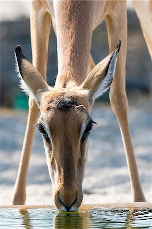 simsearch:614-08989853,k - Portrait of Impala (Aepyceros melampus), drinking at waterhole, Kalahari, Botswana, Africa Fotografie stock - Premium Royalty-Free, Codice: 614-08989857