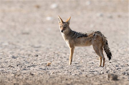 désert de kalahari - Portrait of Black-backed jackal (Canis mesomelas), Kalahari, Botswana  Africa Photographie de stock - Premium Libres de Droits, Code: 614-08989850