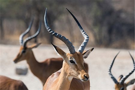 Portrait of Impala (Aepyceros melampus), Kalahari, Botswana, Africa Stock Photo - Premium Royalty-Free, Code: 614-08989869