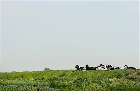 simsearch:649-09277685,k - Cows resting in field, Kruisdijk, Zeeland, Netherlands, Europe Stock Photo - Premium Royalty-Free, Code: 614-08989913