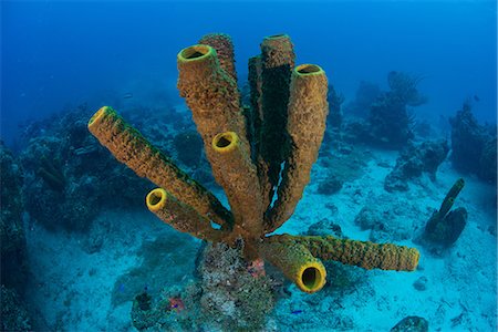 simsearch:649-09004200,k - Sponges on seabed, Xcalak, Quintana Roo, Mexico, North America Fotografie stock - Premium Royalty-Free, Codice: 614-08989956