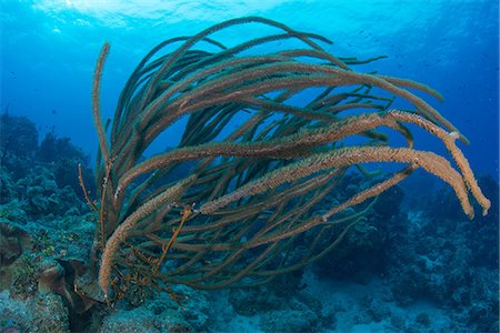 reef mexico - Coral on seabed, Xcalak, Quintana Roo, Mexico, North America Stock Photo - Premium Royalty-Free, Code: 614-08989957