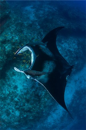 Giant manta being cleaned of parasites by small yellow labrid fish, Cancun, Mexico Stock Photo - Premium Royalty-Free, Code: 614-08982665