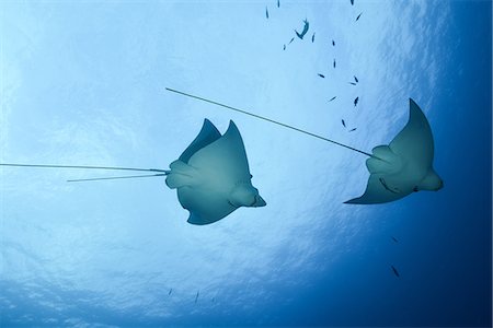 simsearch:614-09178464,k - Spotted eagle rays (aetobatus narinari), underwater view, Cancun, Mexico Foto de stock - Royalty Free Premium, Número: 614-08982660