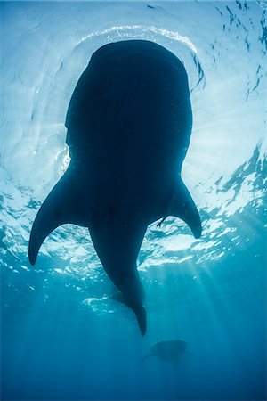 Underside view of whale shark (rhyncodon typus) feeding on the water surface, Isla Mujeres, Mexico Photographie de stock - Premium Libres de Droits, Code: 614-08982662