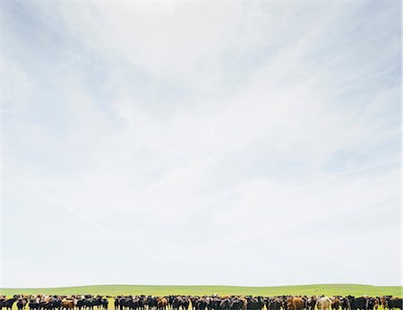 simsearch:614-09057456,k - Herd of cows in field landscape Foto de stock - Sin royalties Premium, Código: 614-08982704