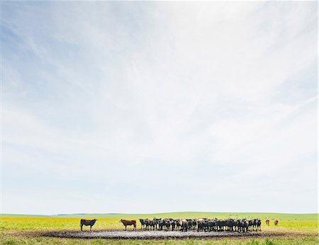 Herd of cows at watering hole in field landscape Stock Photo - Premium Royalty-Free, Code: 614-08982705