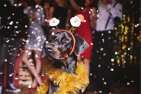 dog man bizarre - Portrait of dog at party wearing santa deely boppers, group of people dancing in background Stock Photo - Premium Royalty-Free, Code: 614-08983328