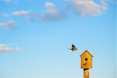 simsearch:649-09078674,k - Bird flying to wooden birdhouse against blue sky Stock Photo - Premium Royalty-Free, Code: 614-08983575