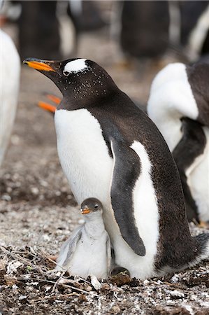 simsearch:614-08990157,k - A Gentoo penguin (Pygoscelis papua), with its chick, Port Stanley, Falkland Islands, South America Foto de stock - Royalty Free Premium, Número: 614-08990147