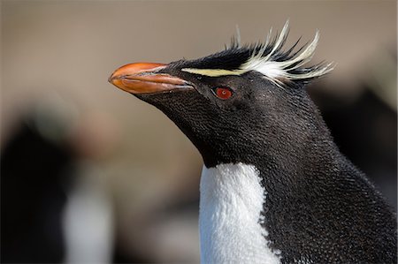 simsearch:614-08990157,k - Close up portrait of a Rockhopper penguin (Eudyptes chrysocome), Port Stanley, Falkland Islands, South America Foto de stock - Royalty Free Premium, Número: 614-08990142