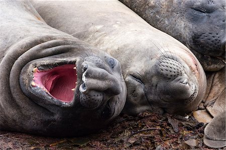 falkland island - Southern elephant seals (Mirounga leonina), resting, Port Stanley, Falkland Islands, South America Stock Photo - Premium Royalty-Free, Code: 614-08990154