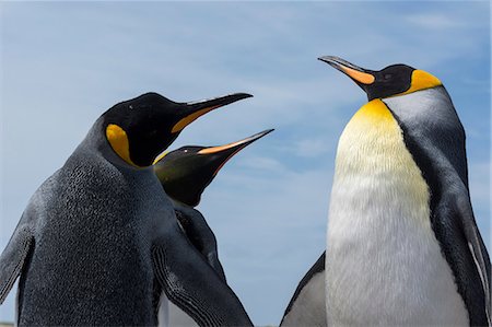 simsearch:614-08990157,k - King penguins (Aptenodytes patagonica), fighting, Port Stanley, Falkland Islands, South America Foto de stock - Royalty Free Premium, Número: 614-08990155