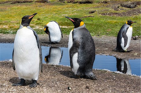 simsearch:614-08990157,k - King penguins (Aptenodytes patagonica), at water pond, Port Stanley, Falkland Islands, South America Foto de stock - Royalty Free Premium, Número: 614-08990156