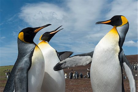 pinguino reale - King penguins (Aptenodytes patagonica), fighting, Port Stanley, Falkland Islands, South America Fotografie stock - Premium Royalty-Free, Codice: 614-08990157