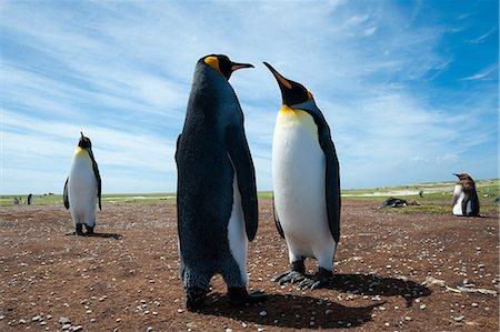 simsearch:614-08990157,k - King penguins (Aptenodytes patagonica), at a colony, Port Stanley, Falkland Islands, South America Foto de stock - Royalty Free Premium, Número: 614-08990158