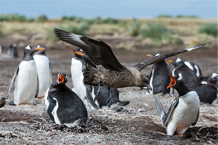 simsearch:614-08990157,k - A southern skua (Catharacta antarctica), attacking a Gentoo penguin colony (Pygoscelis papua), Port Stanley, Falkland Islands, South America Foto de stock - Royalty Free Premium, Número: 614-08990150