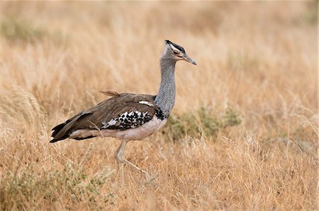 Kori bustard (Ardeotis kori), Samburu National Reserve, Kenya, Africa Foto de stock - Sin royalties Premium, Código: 614-08990165