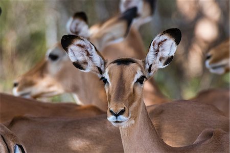 simsearch:614-08990175,k - Impala (Aepyceros melampus), Samburu, Kenya, Africa Photographie de stock - Premium Libres de Droits, Code: 614-08990169