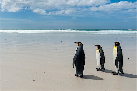 simsearch:614-08990157,k - King penguins (Aptenodytes patagonica), walking towards sea, Port Stanley, Falkland Islands, South America Foto de stock - Royalty Free Premium, Número: 614-08990160