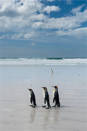 simsearch:614-08990157,k - King penguins (Aptenodytes patagonica), walking towards sea, Port Stanley, Falkland Islands, South America Foto de stock - Royalty Free Premium, Número: 614-08990161