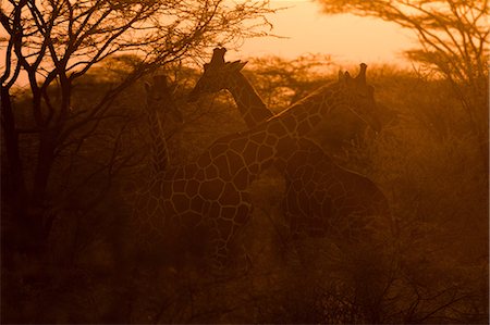 Two reticulated giraffe, Giraffa camelopardalis reticulata), at sunset, Kalama Wildlife Conservancy, Samburu, Kenya, Africa Photographie de stock - Premium Libres de Droits, Code: 614-08990176