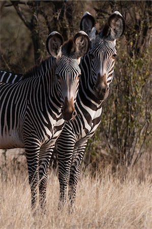 simsearch:614-08989853,k - Grevy's zebra (Equus grevyi), Kalama Conservancy, Samburu, Kenya, Kenya, Africa Fotografie stock - Premium Royalty-Free, Codice: 614-08990179