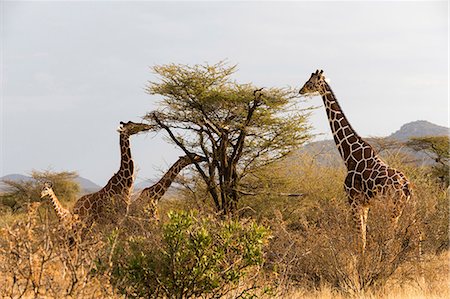 Reticulated giraffe (Giraffa camelopardalis reticulata), Kalama Wildlife Conservancy, Samburu, Kenya, Africa Photographie de stock - Premium Libres de Droits, Code: 614-08990173