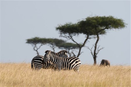 simsearch:614-08989853,k - Grant's zebra (Equus burchellii boehmi), Masai Mara National Reserve, Kenya, Africa Fotografie stock - Premium Royalty-Free, Codice: 614-08990189