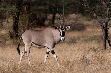 samburu - Beisa oryx (Oryx gazella beisa), Kalama Conservancy, Samburu, Kenya, Africa Photographie de stock - Premium Libres de Droits, Code: 614-08990181