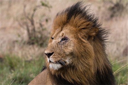 Lion (Panthera leo), Masai Mara, Kenya, Africa Foto de stock - Sin royalties Premium, Código: 614-08990194