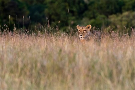 A lioness (Panthera leo),searching for her cubs in the tall grass, Masai Mara, Kenya, Africa Photographie de stock - Premium Libres de Droits, Code: 614-08990191