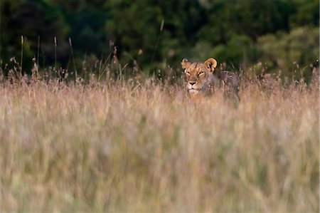 simsearch:614-09110981,k - A lioness (Panthera leo),searching for her cubs in the tall grass, Masai Mara, Kenya, Africa Stock Photo - Premium Royalty-Free, Code: 614-08990191