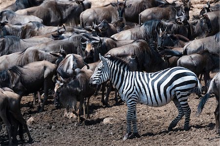 simsearch:649-09016820,k - A Grant's zebra (Equus quagga boehmi), and Eastern white-bearded wildebeest (Connochaetes taurinus albojubatus) on the Mara river bank, Masai Mara National Reserve, Kenya, Africa Foto de stock - Royalty Free Premium, Número: 614-08990204