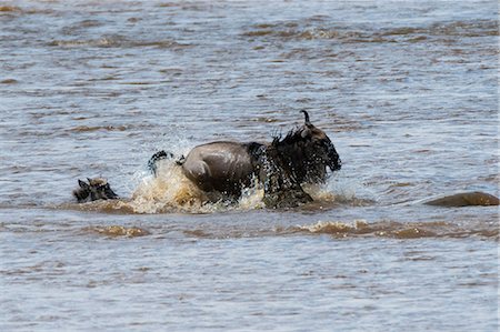 Nile crocodile (Crocodylus niloticus) attacking a gnu (Connochaetes tautinus) in the Mara river, Masai Mara National Reserve, Kenya, Africa Photographie de stock - Premium Libres de Droits, Code: 614-08990206