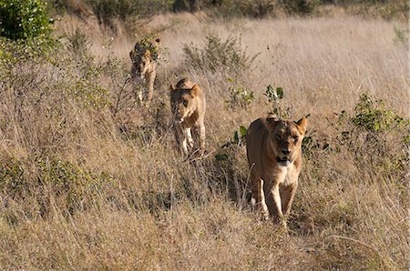 simsearch:614-09159537,k - Lion pride (Panthera leo), Savute Channel, Linyanti, Botswana Stock Photo - Premium Royalty-Free, Code: 614-08990279