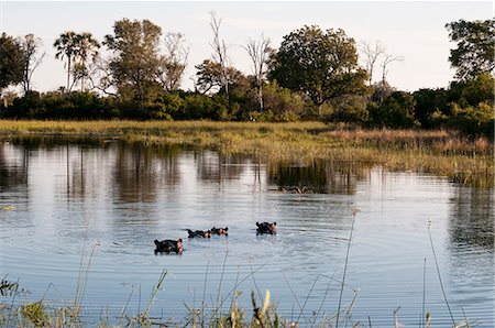 Hippopotamuses (Hippopotamus amphibius) submerged in water, Okavango Delta, Botswana Stock Photo - Premium Royalty-Free, Code: 614-08990289