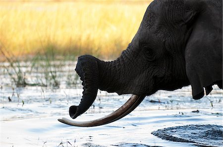 simsearch:614-03784234,k - Elephant (Loxodonta africana), Abu Camp, Okavango Delta, Botswana Stock Photo - Premium Royalty-Free, Code: 614-08990280